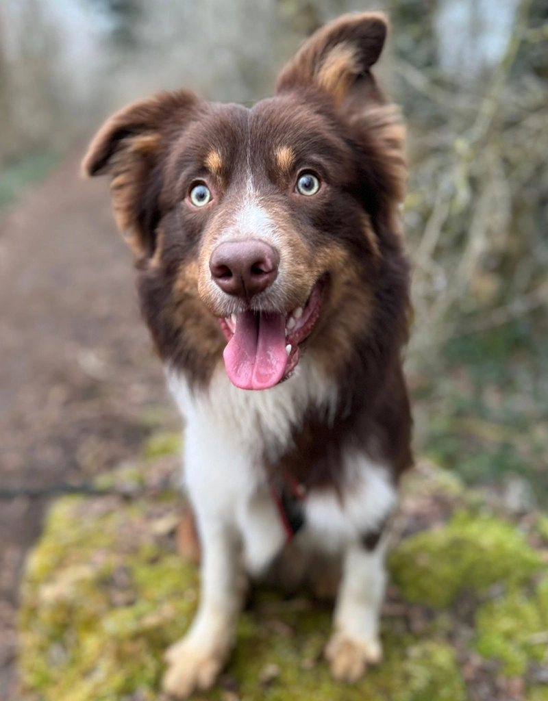 justus-gite-canin-001